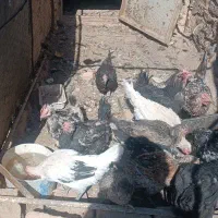 مرغ تخمی