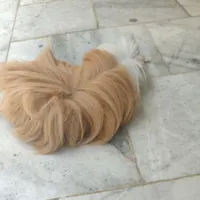 خوکچه هندی نر همراه با قفس