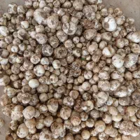 موسیر داشتی زنگ بزن