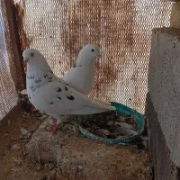 کفتر و جوجه|پرنده|پاکدشت, پاکدشت (مامازند)|دیوار