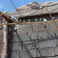 پذیرش واگذاری انواع پرندگان