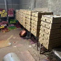 جوجع رنگارنگ شب عید