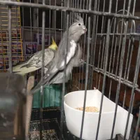 چهارتا عروس دستی و مولد|پرنده|تهران, شهرک شریعتی|دیوار