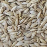 جو  بذری واکسیما