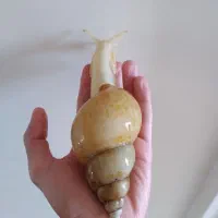 حلزون اچانتینا
