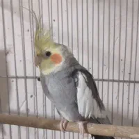 عروس هلندی نر معاوضه هم دارم با ماده