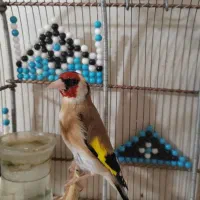 قناری کلملا سالم و بخون لری