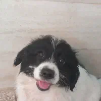 سگ بازیگوش وخندان