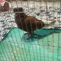 کبوتر|پرنده|شوشتر, |دیوار
