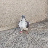 کبوتر|حیوانات|کرمانشاه, |دیوار