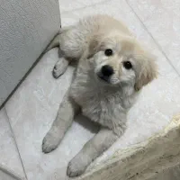 سگ پامر