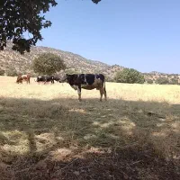گاو ماده سمینتال