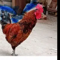 حیوان خانگی