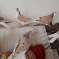 سلام دوستان 40عدد کله و 7عدد ساده|پرنده|خلیل آباد, |دیوار