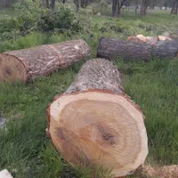 خرد چوب ودرخت