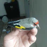 سهره دوگ کرمانی نشون دار|پرنده|جوادآباد, |دیوار