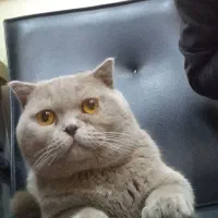 گربه اسکاتیش