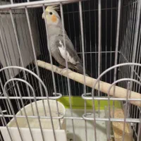 گل مصنوعی پرنده|گل مصنوعی|چهارباغ, |دیوار