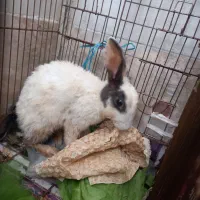 خرگوش مادرو دوتابچه