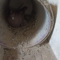 کبوتر راعبی پاپر|پرنده|خمینیشهر, |دیوار