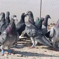 سبزوکوهی ونکی پلاکی|پرنده|شیراز, شیخ علی چوپان|دیوار