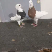 کبوتر طوقی|پرنده|قزوین, |دیوار