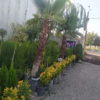 محوطه سازی. فضای سبز. باغبان.