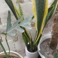 پتوس و سانس|گل و گیاه طبیعی|کاشان, فاز ۲ ناجی آباد|دیوار