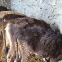 ۱۱عددگوسالهنروماده|حیوانات مزرعه|سروآباد, |دیوار