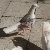 گردار بی کاکول