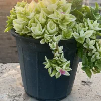 گل ناز