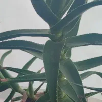 فروش گل زیبا به زیر قیمت