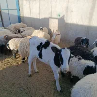 گاو زایده با گوساله|حیوانات مزرعه|مود, |دیوار