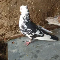 دمبی نر چشم نوک سفید|پرنده|شوشتر, |دیوار