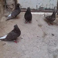 فروش ۴عدداشعل قهوی