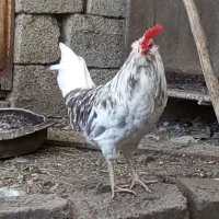 مرغ وخروس گلین|حیوانات مزرعه|باغ بهادران, |دیوار