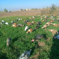 فروش بوقلمون زنده|حیوانات مزرعه|قصابه, |دیوار