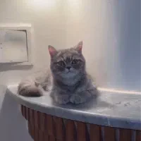 اسکاتیش و هیمالین|گربه|کرج, شهرک بنفشه|دیوار