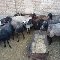 ۳۰ راس میش داشتی چاق|حیوانات مزرعه|جوادآباد, |دیوار