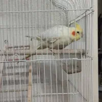 عروس هلندی ماده|پرنده|شاهین‌شهر, نبوت|دیوار