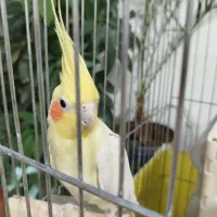 عروس هلندی مولد