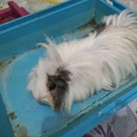 خوکچه هندی  ۴تا ماده و یک نر|موش و خرگوش|شهریار, شهریار|دیوار