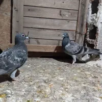 کبوترپلاکی جوجه هیچ پر