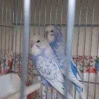 مرغ‌عشق‌انگلیسی