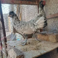 خروس مینیاتوری|حیوانات مزرعه|نیشابور, مازول|دیوار