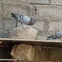 پلاکی اصل|پرنده|اهواز, بهارستان|دیوار