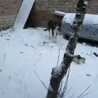 سگ سرابی|سگ|ارومیه, |دیوار