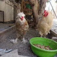 خروس