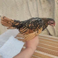 خروس سیبرایت رنگ سیلوروبلدرچین بالغ تخم گذارگوشتی|حیوانات مزرعه|تهران, امام زاده حسن|دیوار