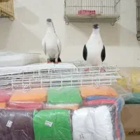 عبایی دمبی|پرنده|اندیمشک, |دیوار